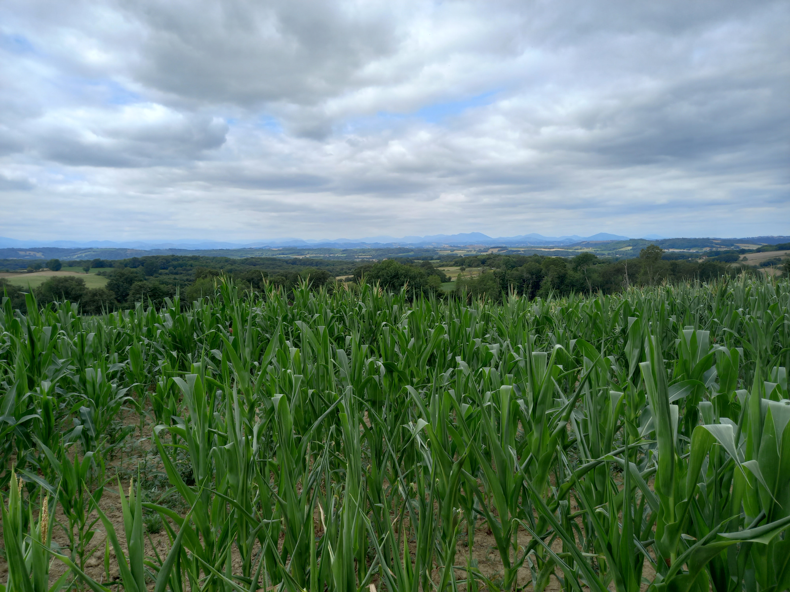 Image_, Terrain, Oraàs, ref :1821